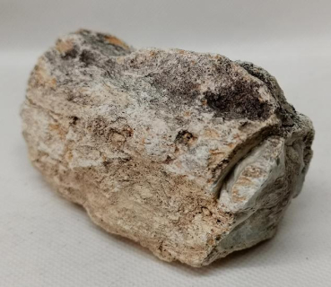 Versteinertes Holz Madagaskar